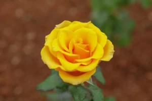 Taguatinga recebe a ExpoFlores Brasília 2026 com feira de plantas, gastronomia e espaço sensorial TEA