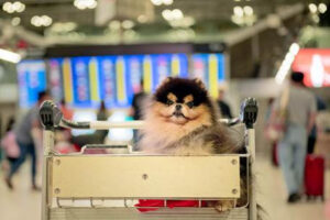 Viajar com pets é uma tendência no Brasil, mas exige atenção aos detalhes logísticos e financeiros