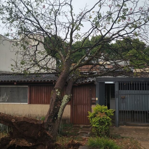Chuva forte derruba árvore e bloqueia entrada de residência na Asa Sul
