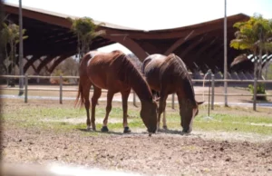 Agronegócio e Esporte: Lazer e alta performance lideram destinação do rebanho equestre no Distrito Federal