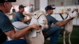 Brasília sedia 19ª Exposição Nacional Dorper & White Dorper na Granja do Torto